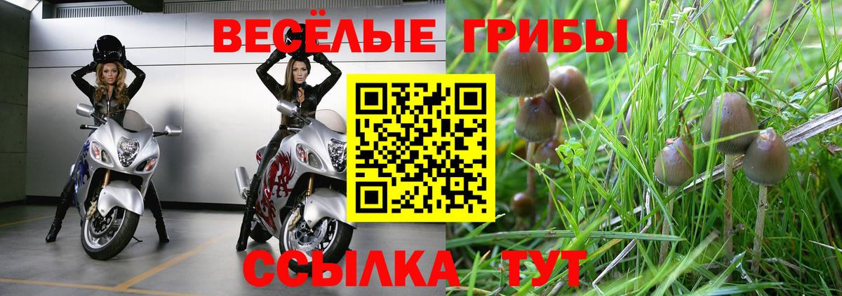 Новоалтайск  Псилоцибиновые грибы Psilocybe  Вход с VPN 